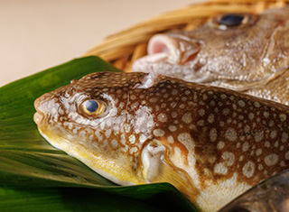 魚集合