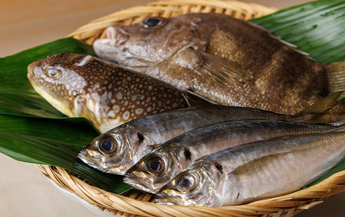 魚集合