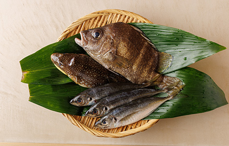 魚集合